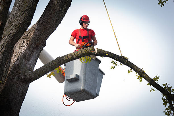 Toledo, IL Tree Services Company